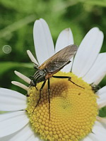 Empis marquete - Empis tessellata (ph. Mrugala F., Affoux, 05-2024)(3)